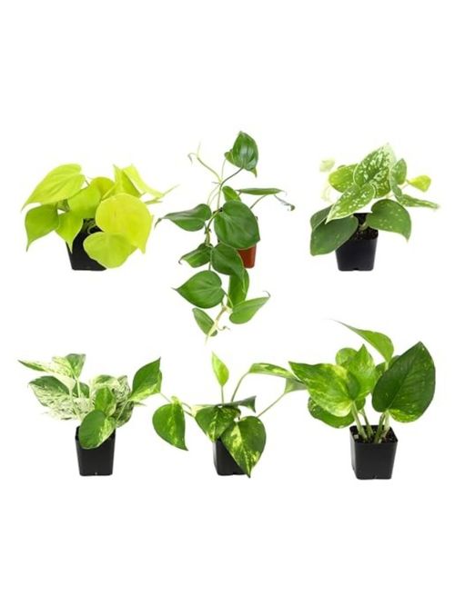 Plentiful Pothos & Philodendron