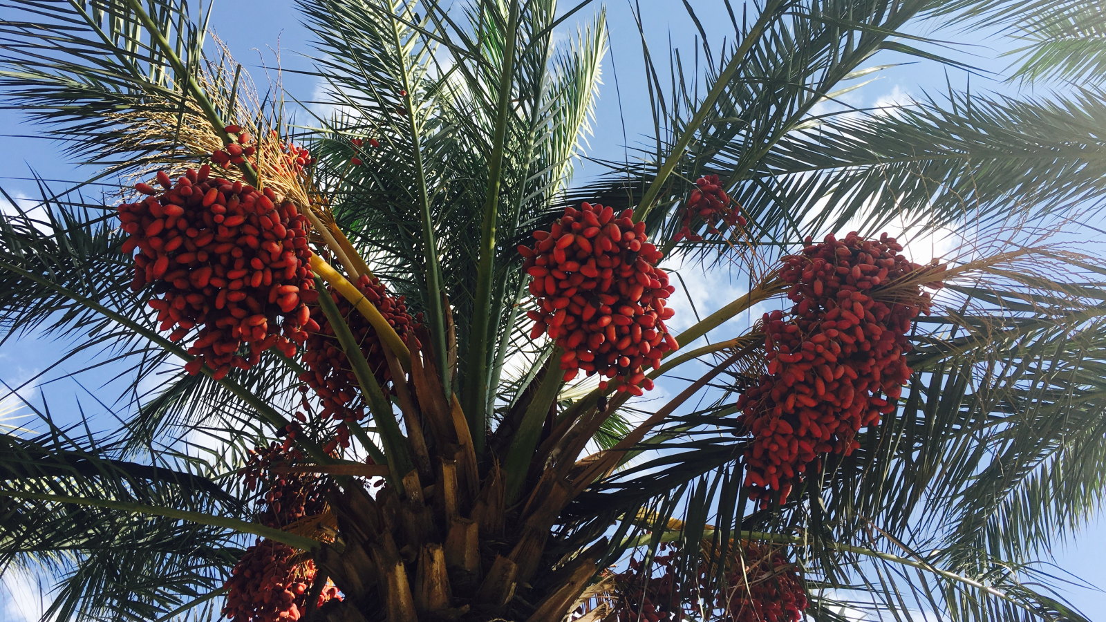 Dates growing on a date palm tree in the sunshine
