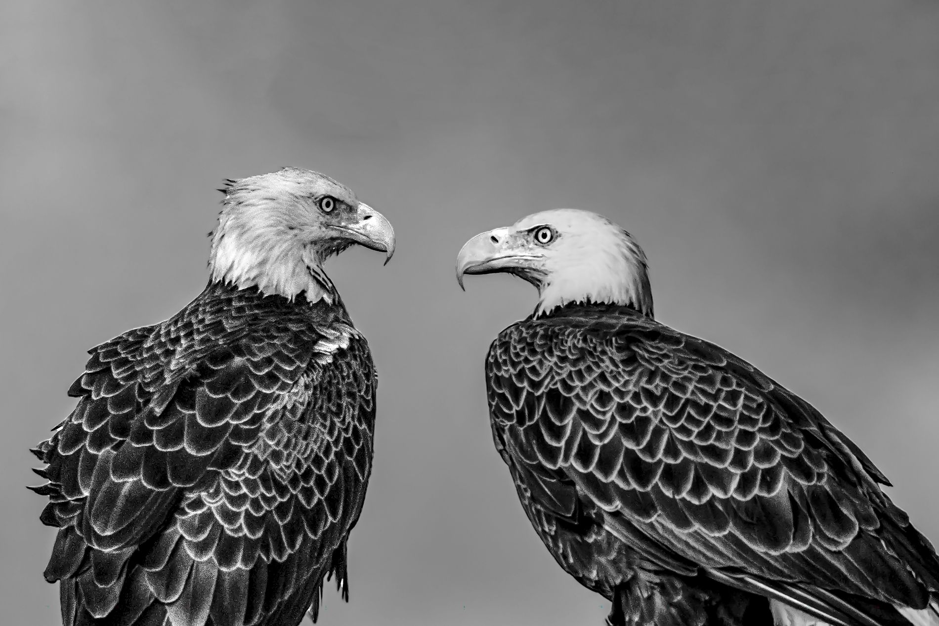 GuruShots - Powerful Black &amp;amp; White Jan 26