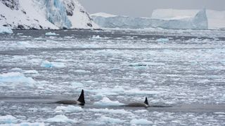 Two orcas swim among melting sea ice in Antarctica.