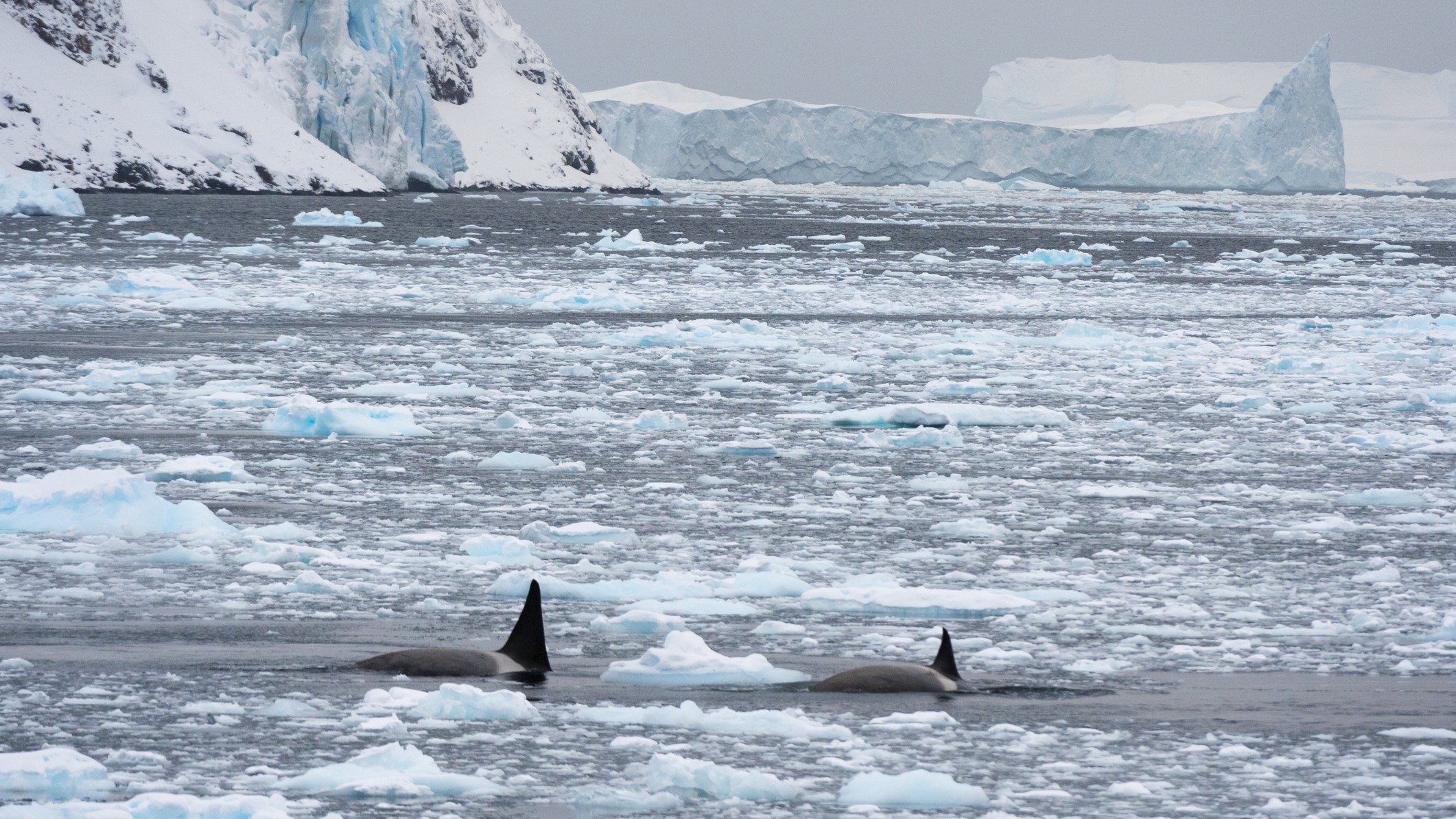 Two orcas swim among melting sea ice in Antarctica.