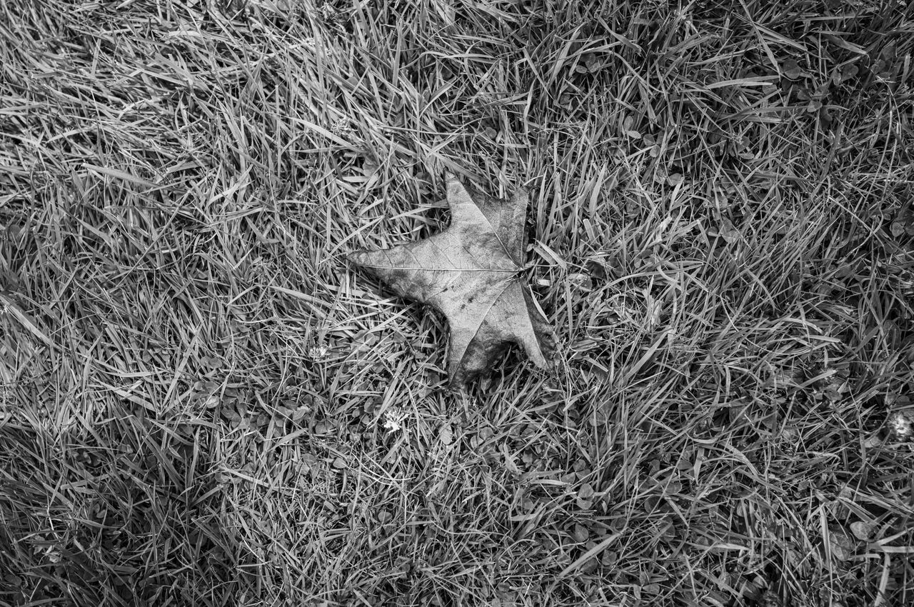 Leica 28mm Summicron-M samples