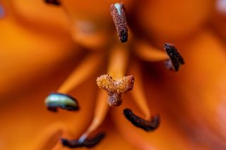 GuruShots - Moments in Macro