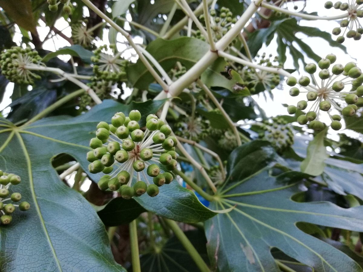 This may not be a super-powered camera, but you can take some decent macro-adjacent nature shots.