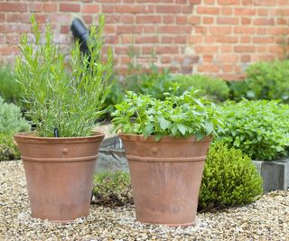 Tarragon and mint plants growing in containers