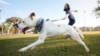 Dog running and pulling owner