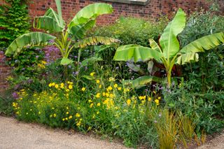 Banana plants in an English garden