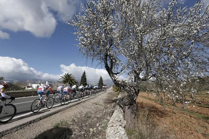 Spring has already sprung in Mallorca