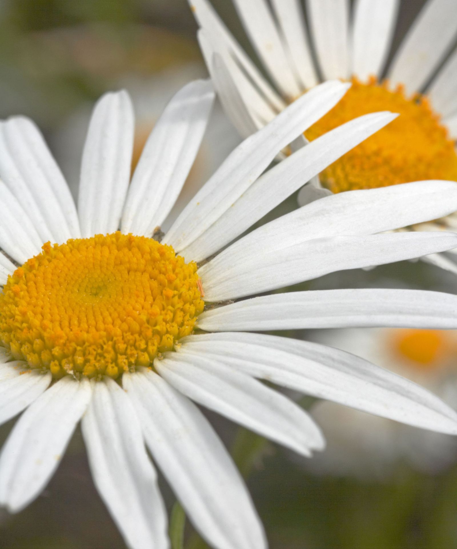 Deadheading Shasta daisies; to keep them blooming for longer Homes