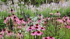 echinacea in flower in a naturalistic setting