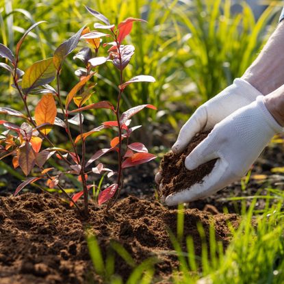 Gardener applies mulch in fall