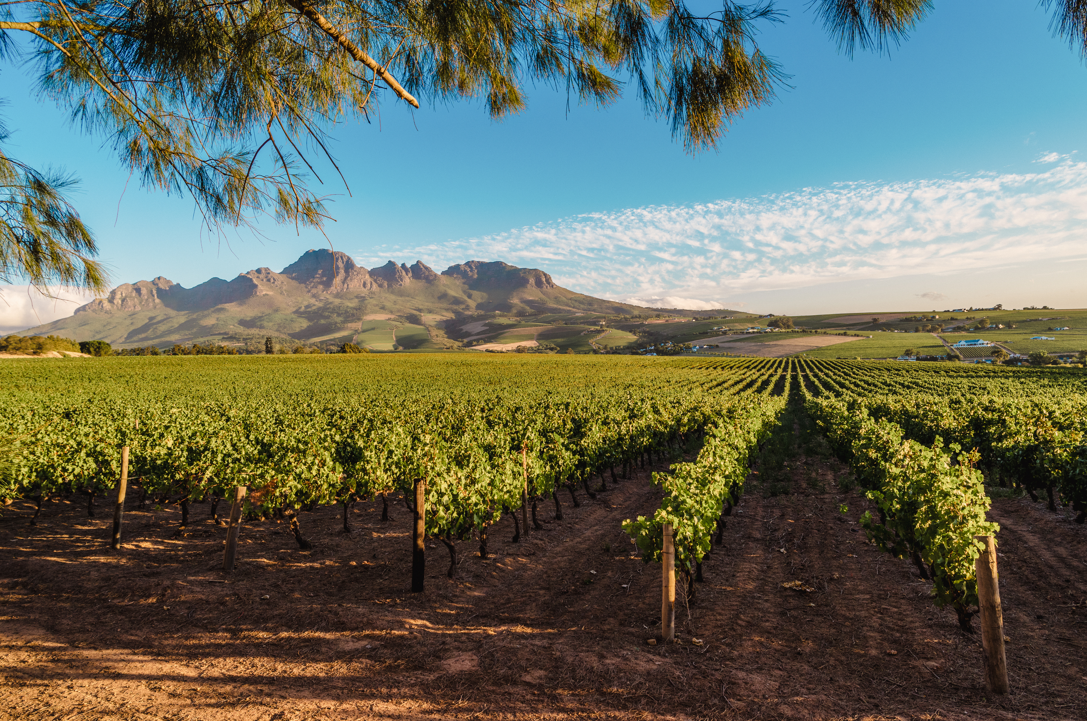 South Africa's vineyards