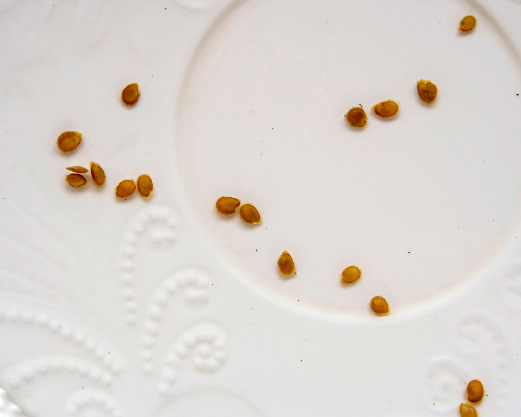 drying tomato seeds after fermenting