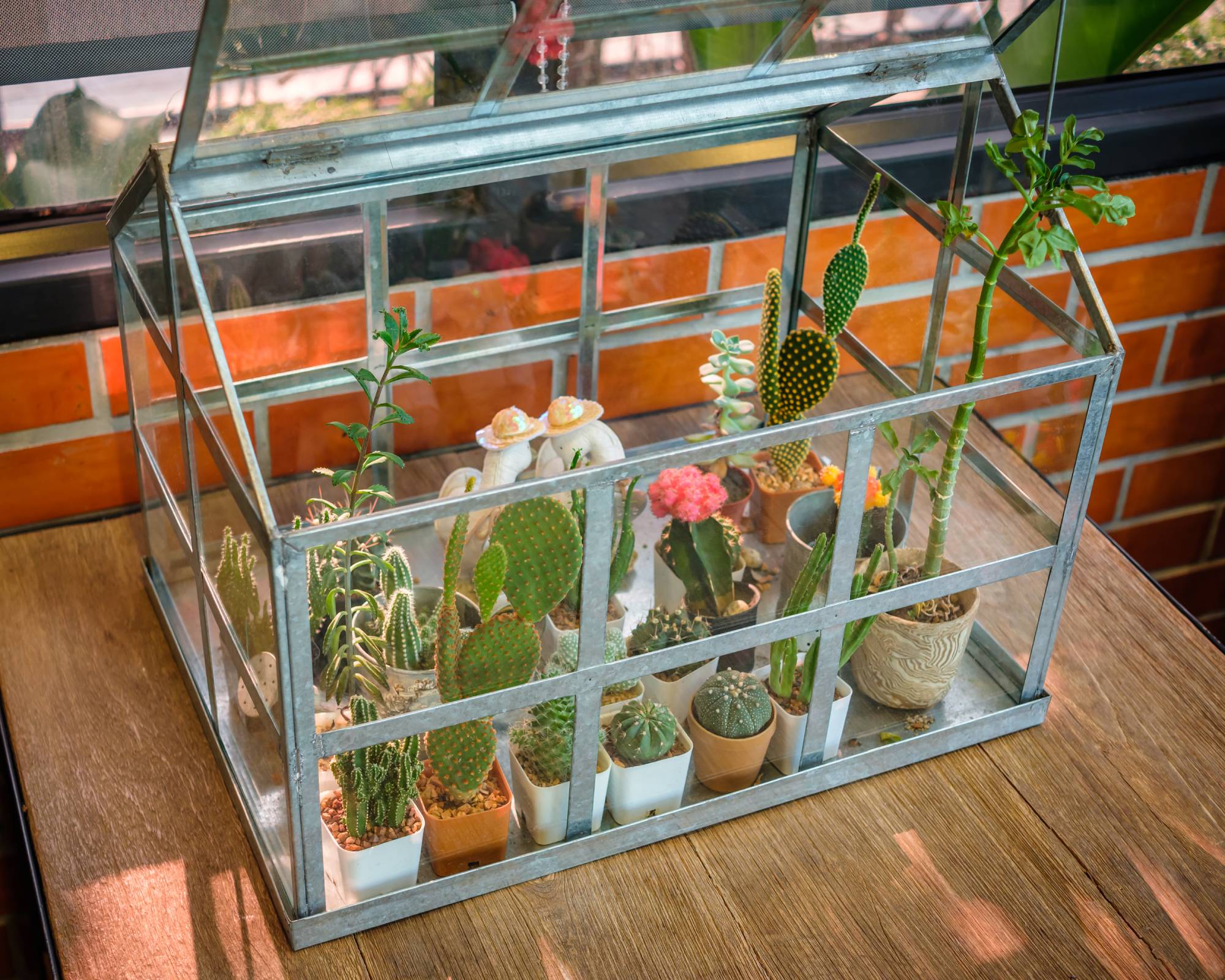 Succulents in mini greenhouse