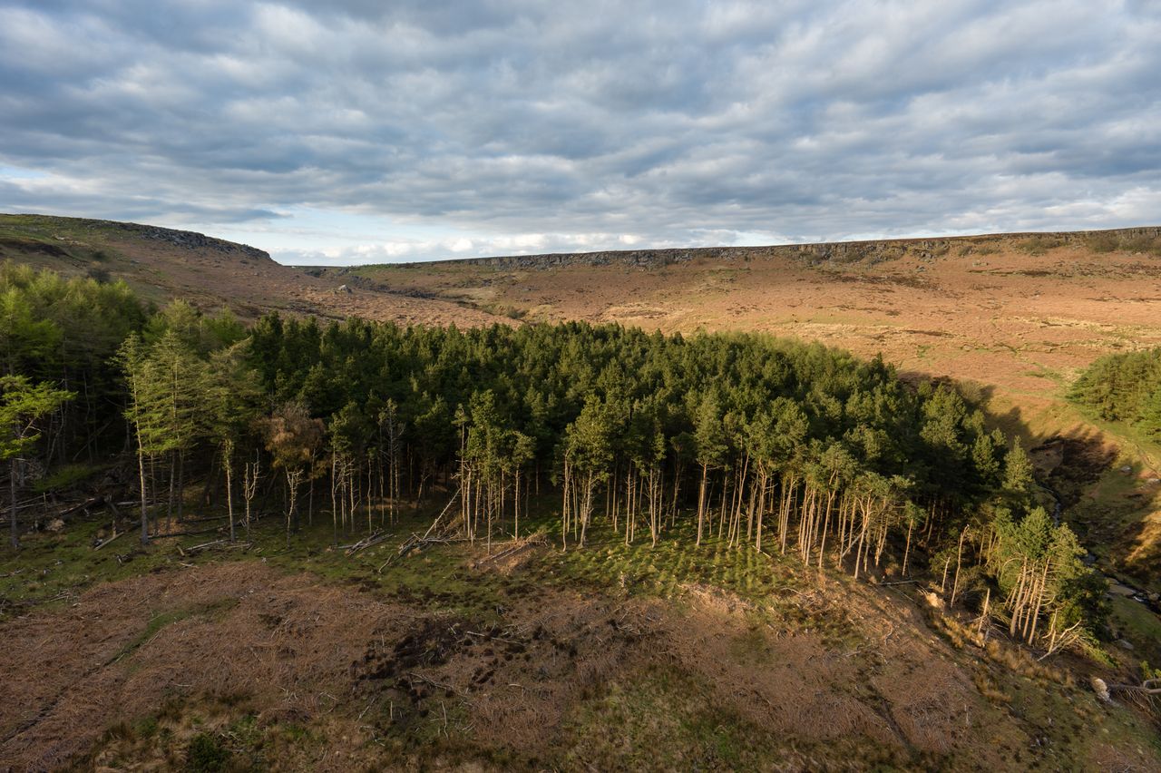 Image taken by the DJI Inspire 3 drone. Here we see a wide angle shot of the edge of a forest and a cloudy blue sky.