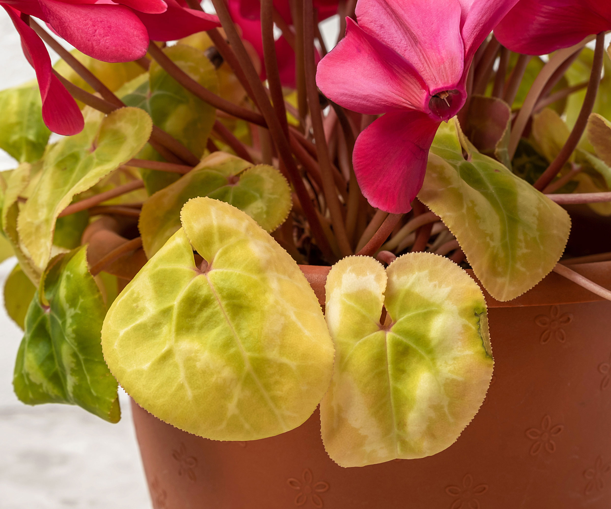 drooping cyclamen plant in container with yellow leaves