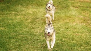 best dogs for runners