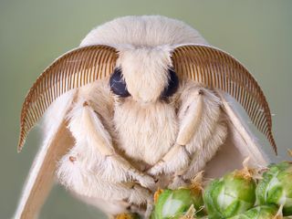 A gorgeous furry moth.