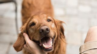 Cropped hand of man petting dog