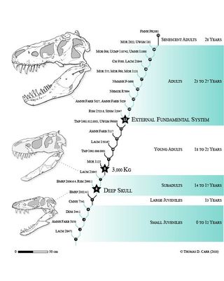 This diagram shows the 21 different stages that T. rex went through as it grew from a slender tot into a hulking giant.
