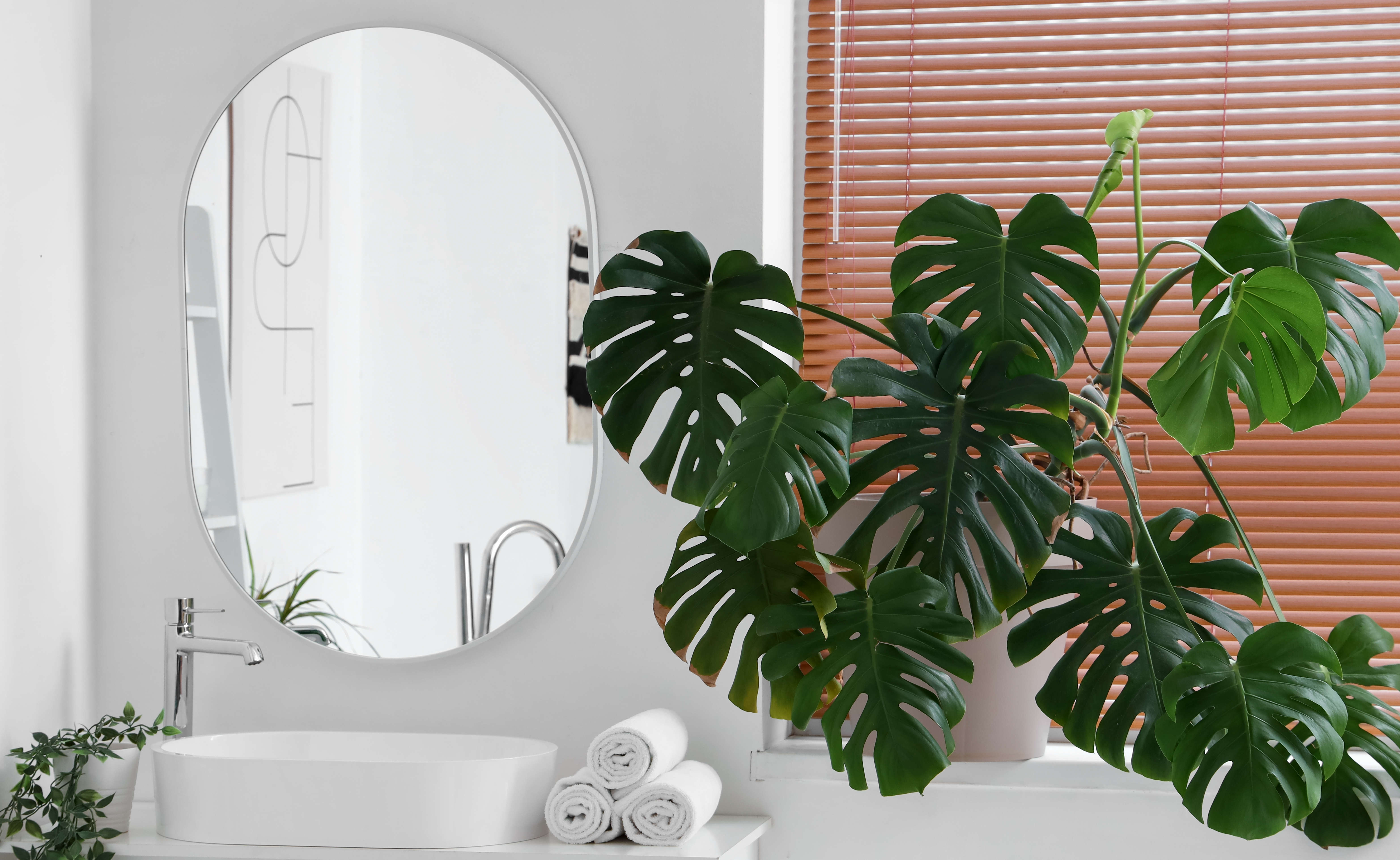 Monstera houseplant in the bathroom