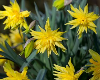 'Rip Van Winkle' daffodil flowers