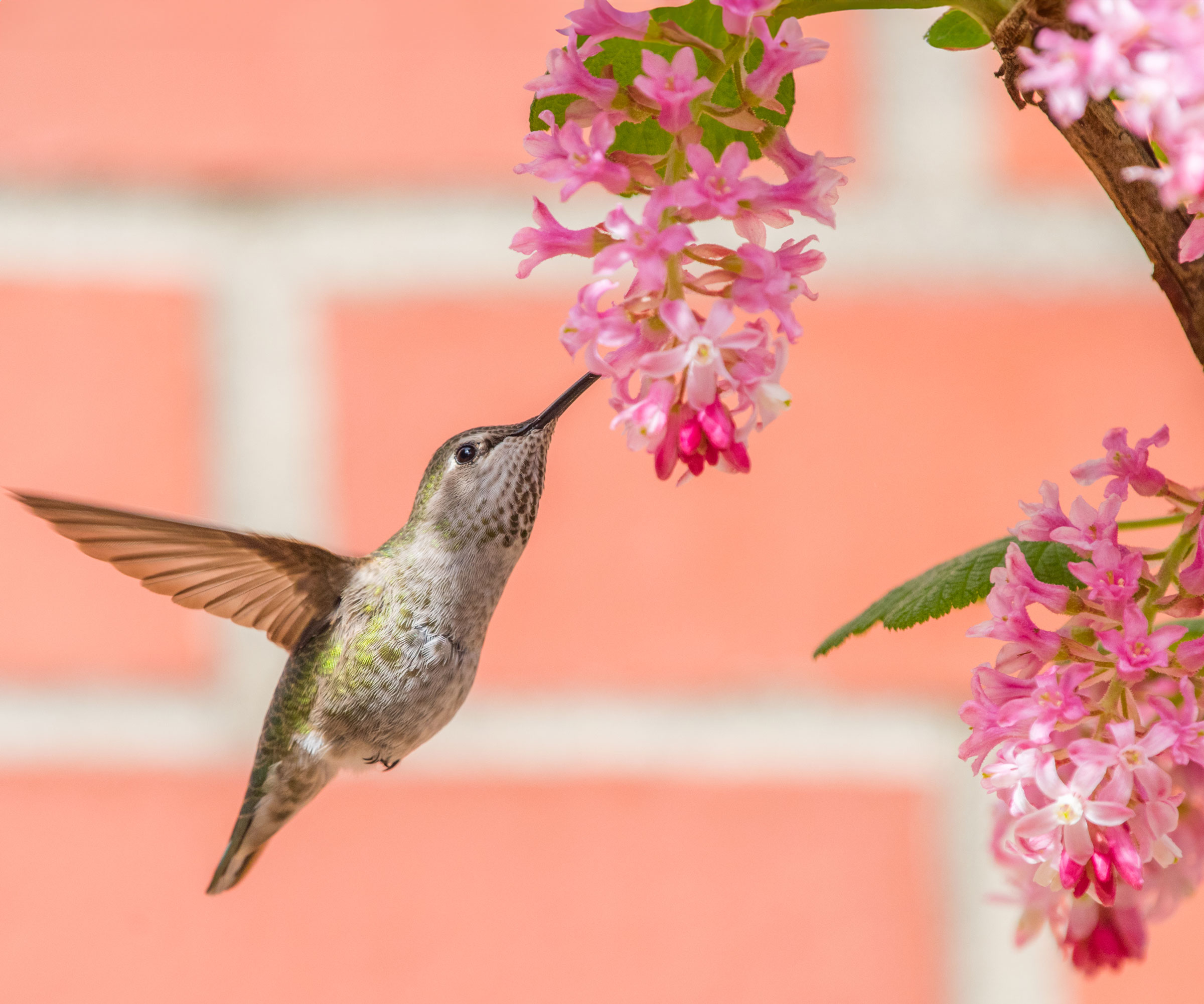 hummingbird flying to flowering tree