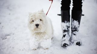 Dog being walked in the snow in cold temperatures