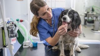 Vet examining a dog