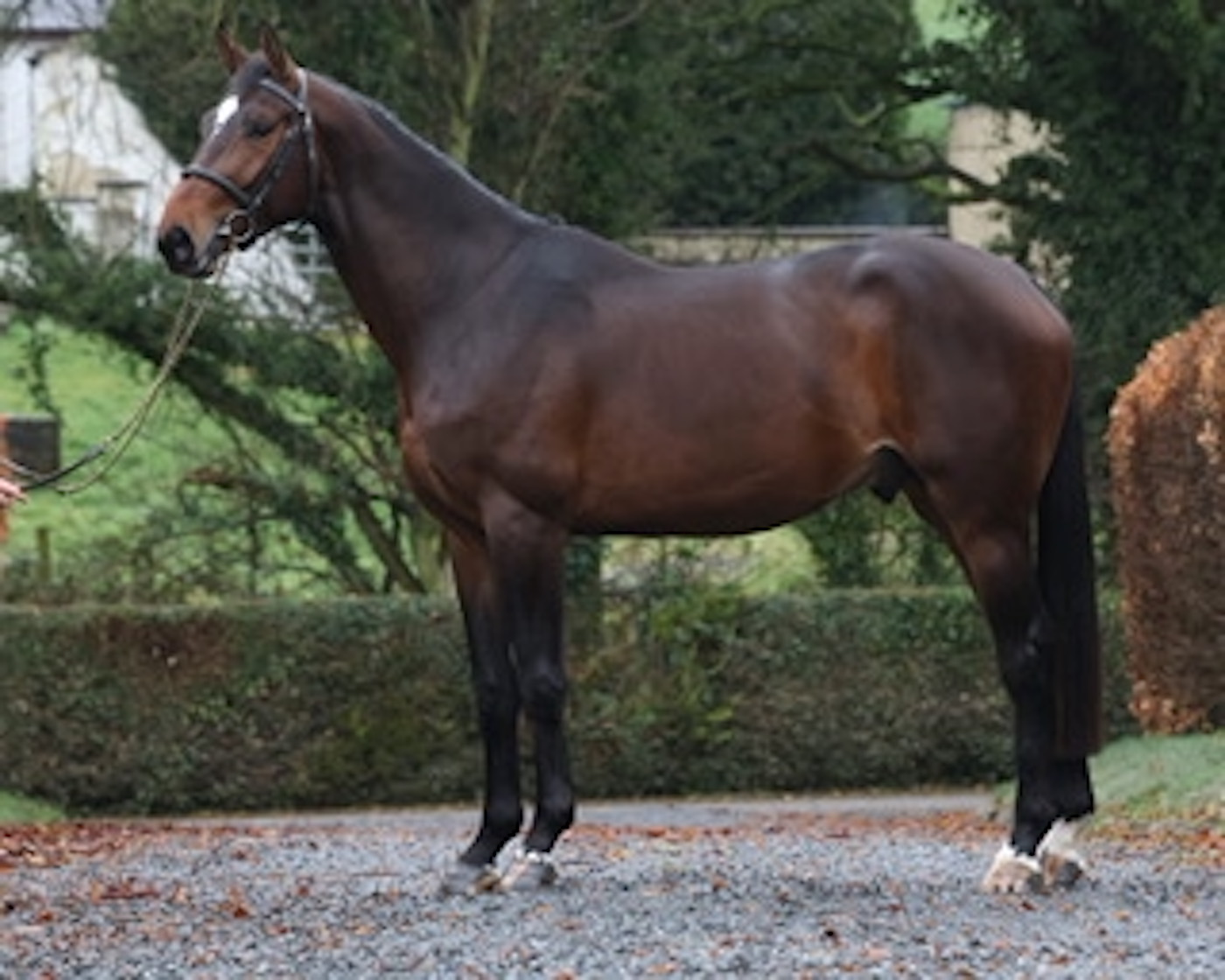 The late showjumping stallion Pacino has been cloned, as Clem MacHon is pictured with the now three-year-old clone, Pacino II