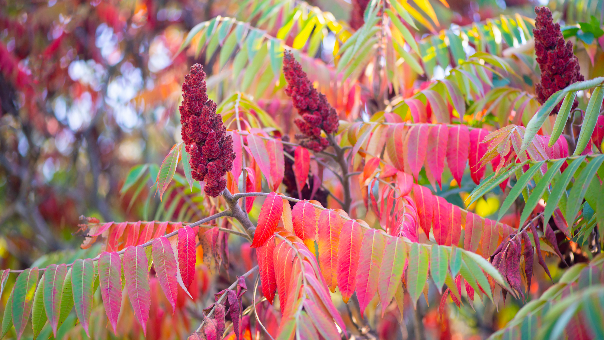staghorn sumac in fall 
