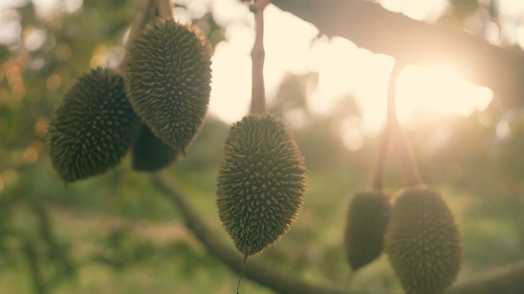 durian fruit hanging on tree