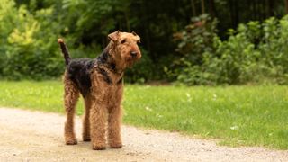 Airedale terrier