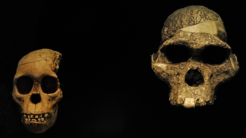 Skulls of two Australopithecus africanus specimens are highlighted against a black background. The left-hand skull is that of a young child with round eye orbits and smooth skull, while the right-hand skull is that of an adult, with wide orbits, a projecting jaw, and a rough skull.