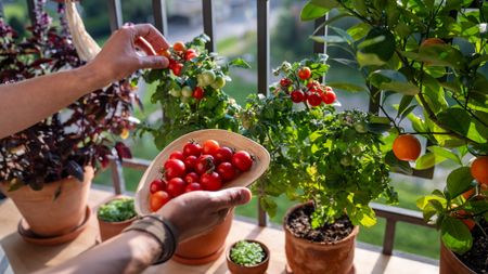 A gardener picks tomatoes off plants growing on a sunny balcony