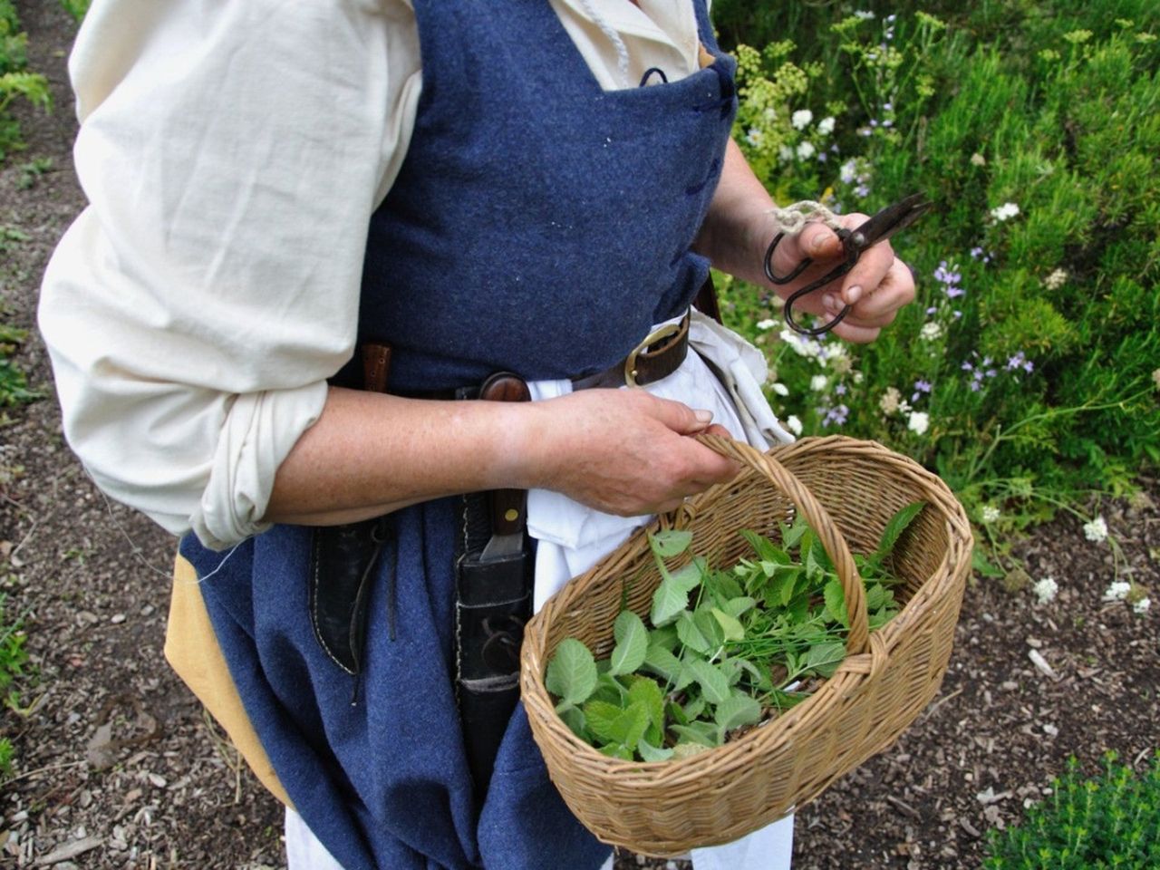 Gardener Pruning Herbs In The Garden