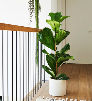 fiddle leaf fig in white living room