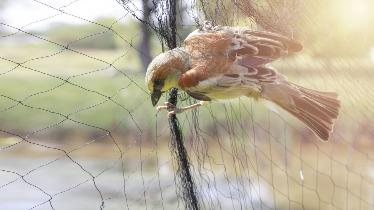 A bird tangled in plastic netting