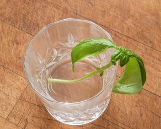 a basil cutting forming roots in a glass of water