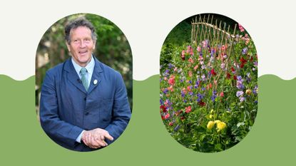  picture of Professional gardener Monty Don and sweet peas to support Monty Don&#039;s plant staking advice