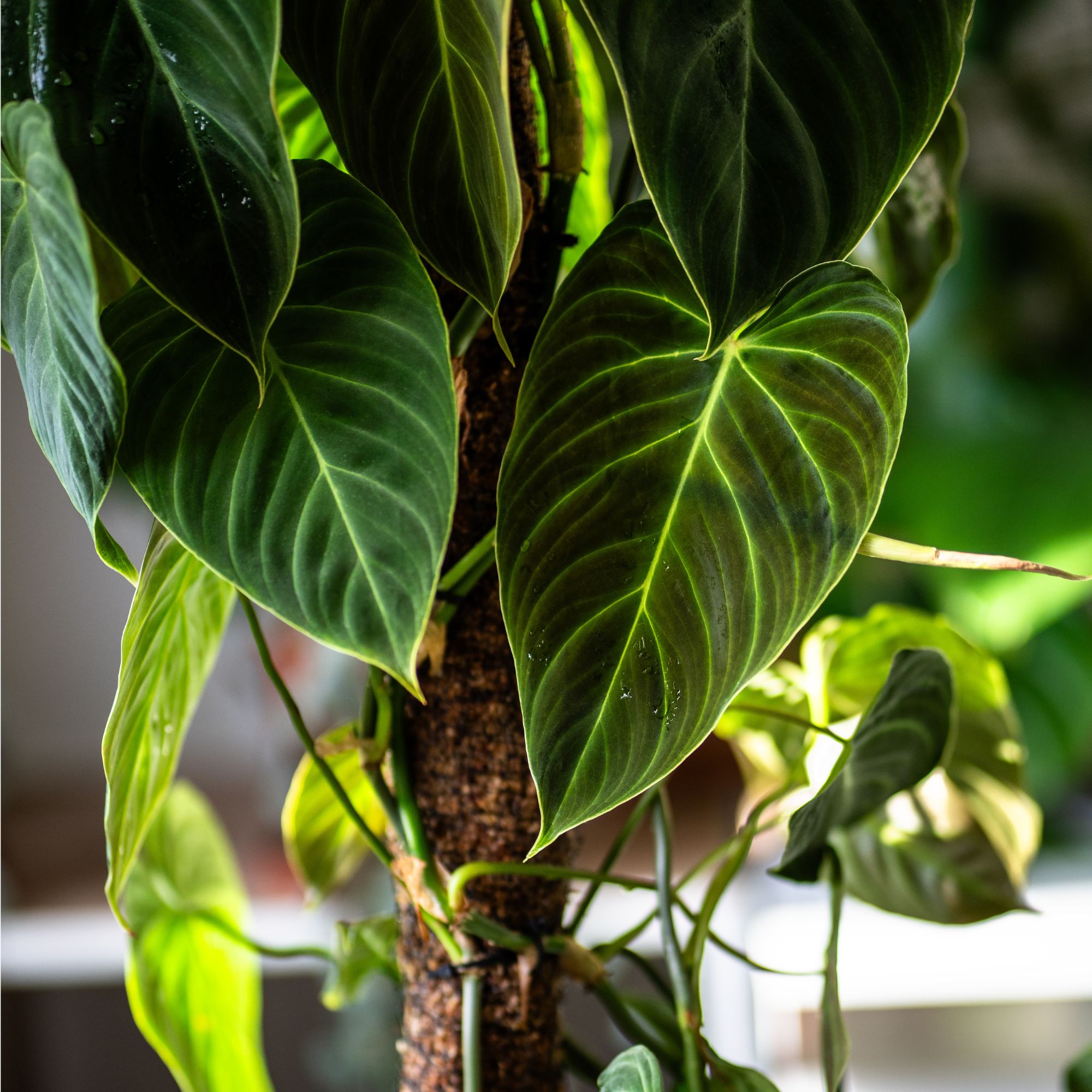 Philodendron houseplant climbing on moss pole