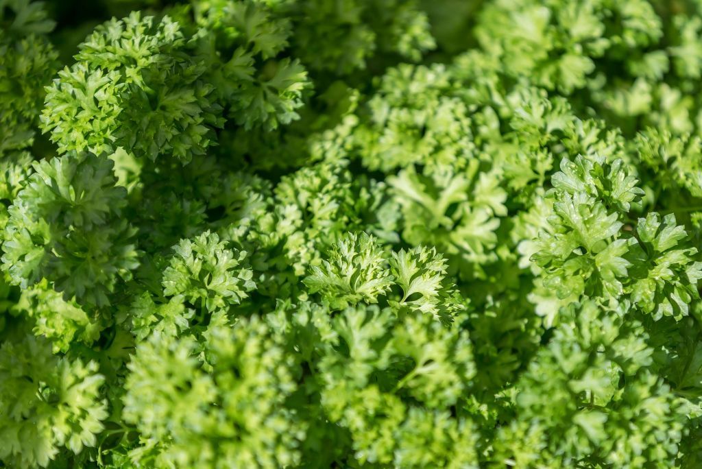 How to grow parsley