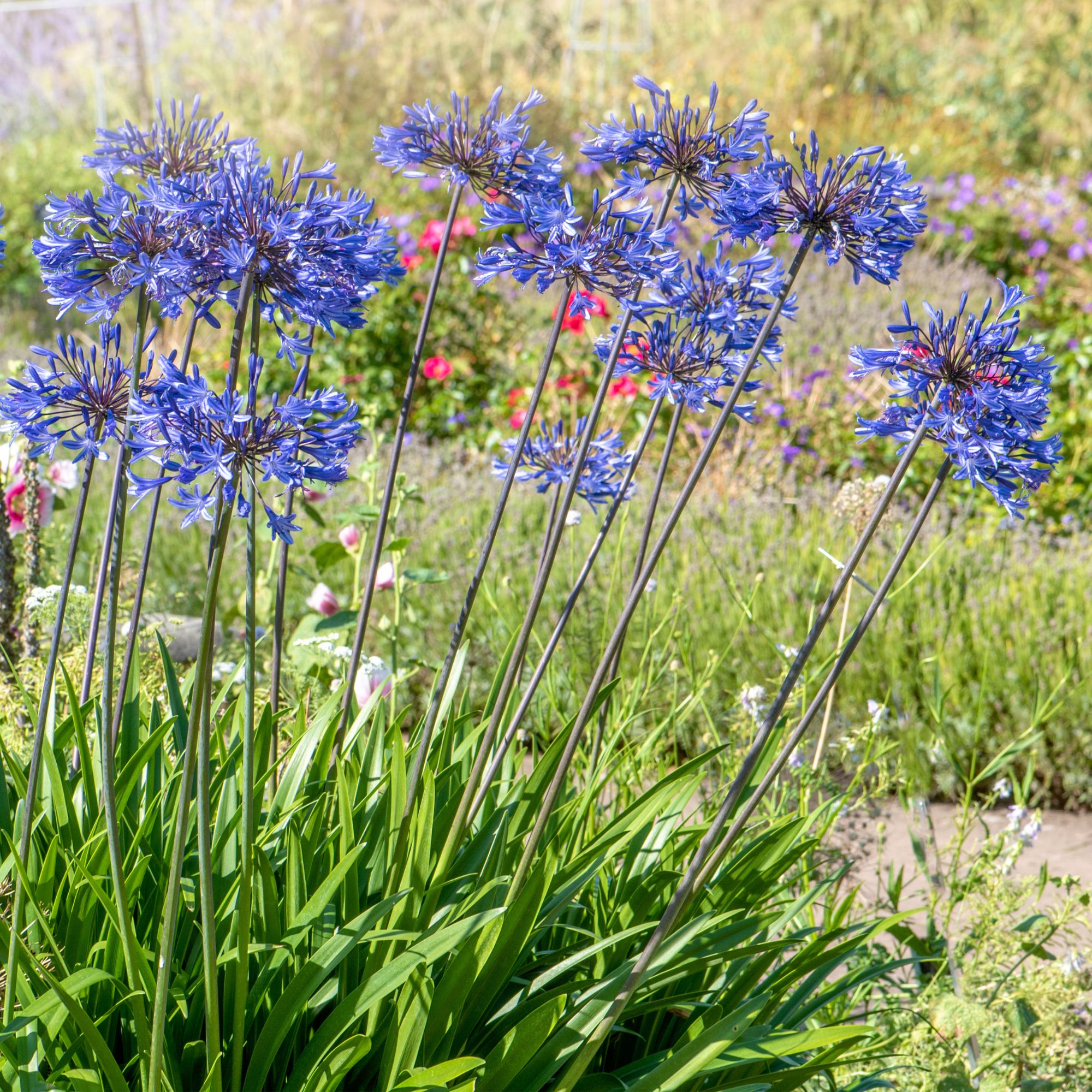 Agapanthus plants in border