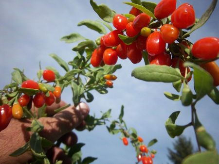 Red Goji Berries