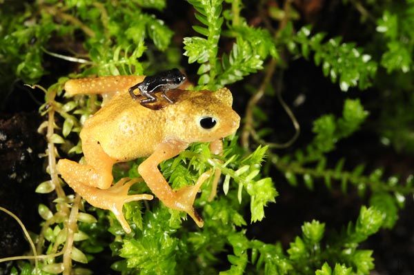 The Kihansi spray toad