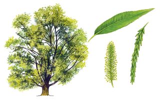 identifying british trees