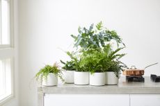 houseplants on a kitchen countertop