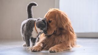 Dog and cat cuddling each other