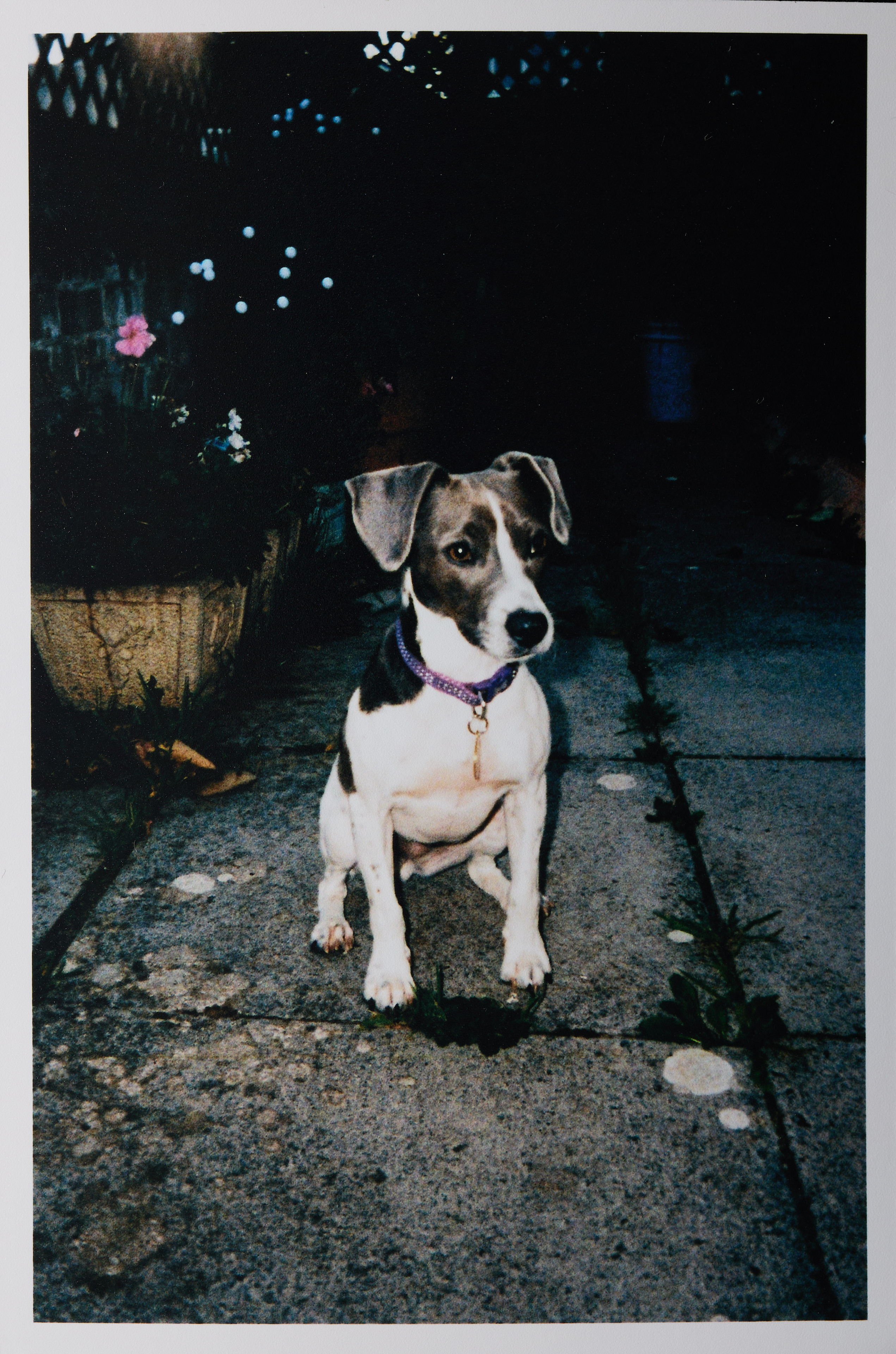 Kodak Ektar H35N sample image