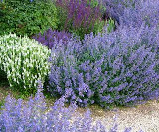 Nepeta, catmint, blooming in a garden border
